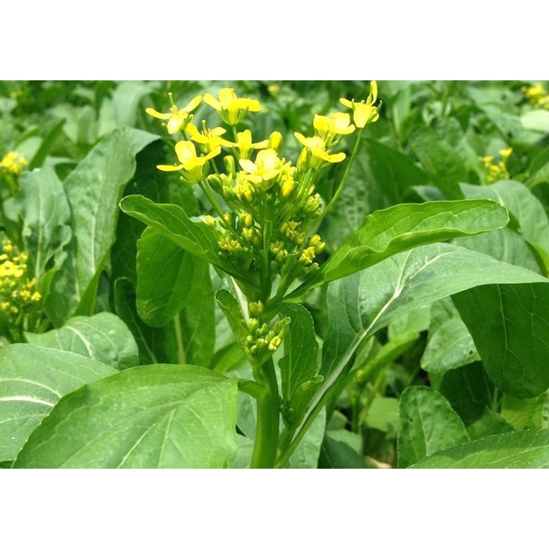 15 Gram Hạt Giống Cải Ngồng Thân Non Mập Chịu Nhiệt Tốt