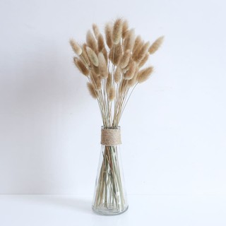 Hoa đuôi thỏ khô ( bunny tails)