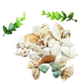100g vỏ sò trang trí hồ cá độc đáo