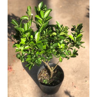 Cây tắc ăn trái cao 50 - 70 cm