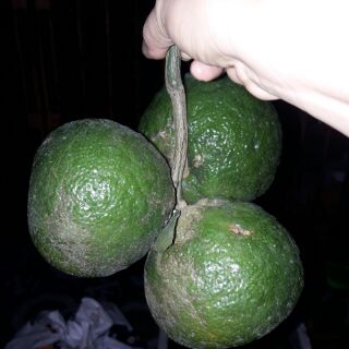 Phân bón vi lượng - Tonic A1