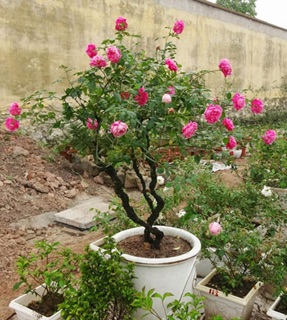 Combo 3 cây hoa hồng cổ sapa