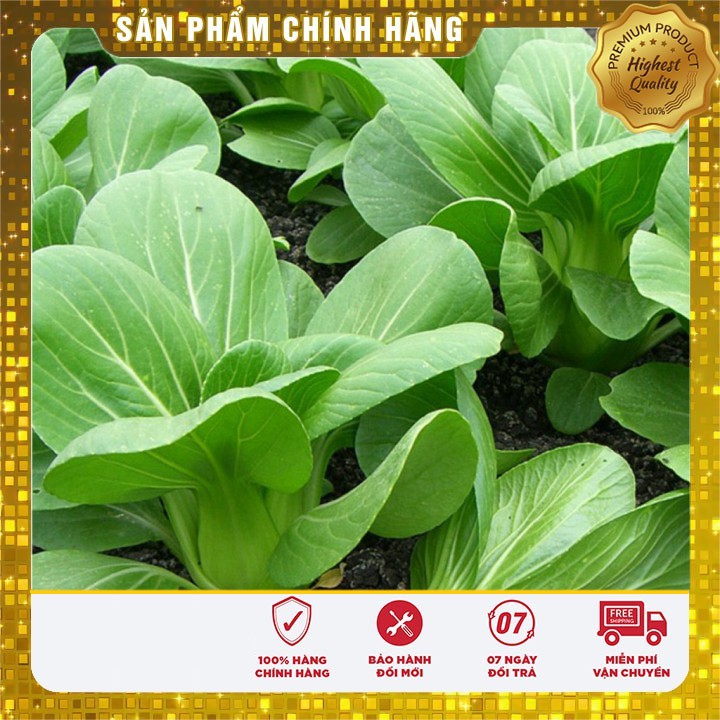 Hạt giống Cải Chít 20gram [Bán Sỉ]