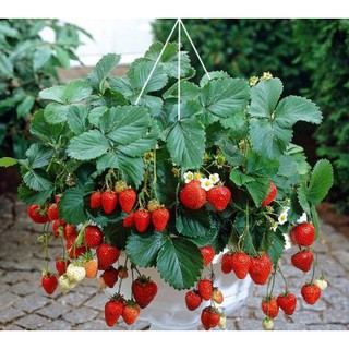 Hạt Giống Dâu Tây - 100 Hạt