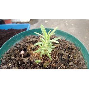Hạt Giống Hương Thảo Rosemary (50 Hạt) - Dễ Trồng, Gia Vị Thơm, Đuổi Muỗi - MUA 3 TẶNG 1 CÙNG LOẠI