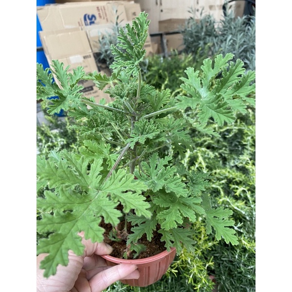 CÂY PHONG LỮ HOA HỒNG- Mùi hương hoa hồng đậm đặc toả ra từ những chiếc lá phong lữ