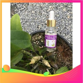 [Hàng chuẩn zin]THuốc kích mầm, kích chồi keiki  Cachiusa (Lọ 20ml) - loại bôi trực tiếp