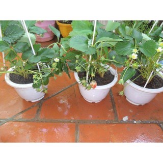 (SÂN VƯỜN) 10 chậu nhựa đẹp 17x12cm kèm dây treo chậu