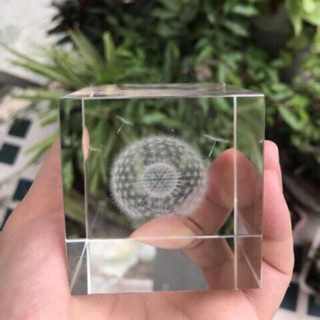 Chặn giấy pha lê bồ công anh vuông đẹp không góc chết (hình thật 100%)