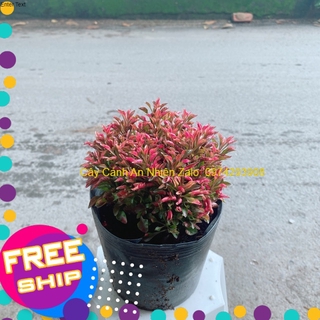 Cây Kỷ Đỏ (Dền Đỏ)