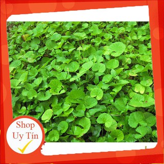 - Hạt Giống Rau Má Phú Nông chất lượng.