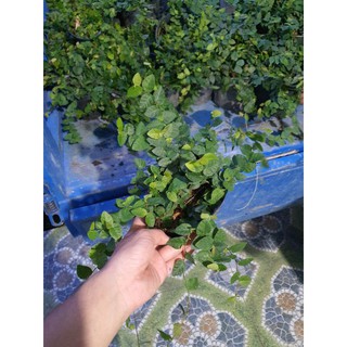 cây thằn lằn