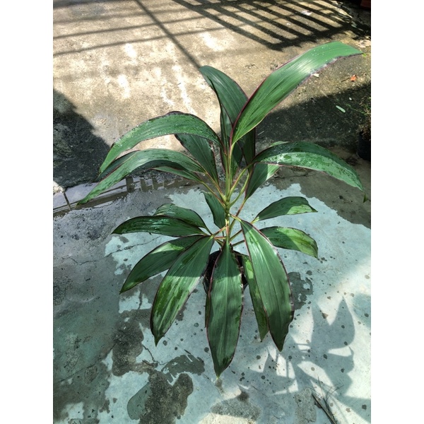 Cây phát tài xanh Singapore