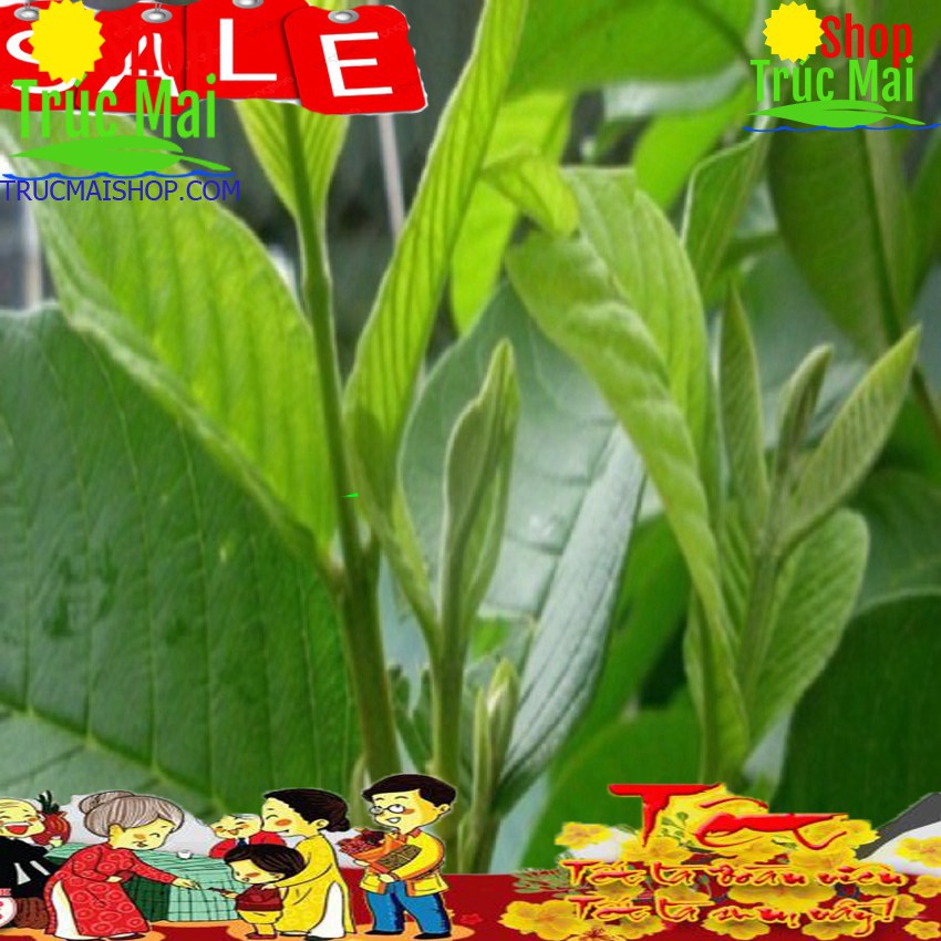 1kg lá ổi tươi-giao hàng siêu nhanh!