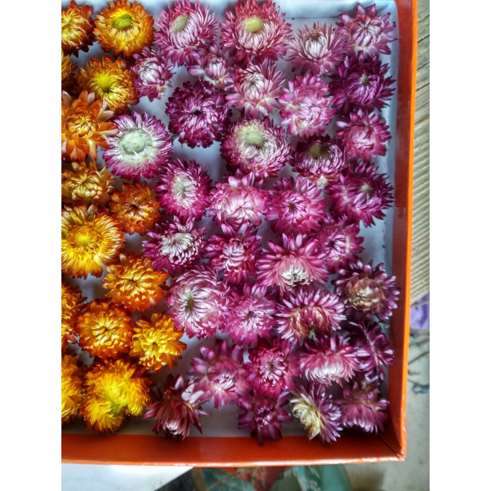 10 đầu bông Hoa cúc Bất tử khô Đà Lạt, nhiều size hoa, mix màu