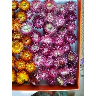 Sỉ cúc Bất tử khô, mix màu