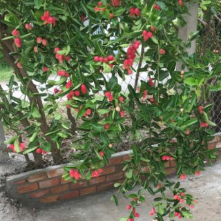 Cây 🌲 Siro... đang trái 1 cốt 1m2