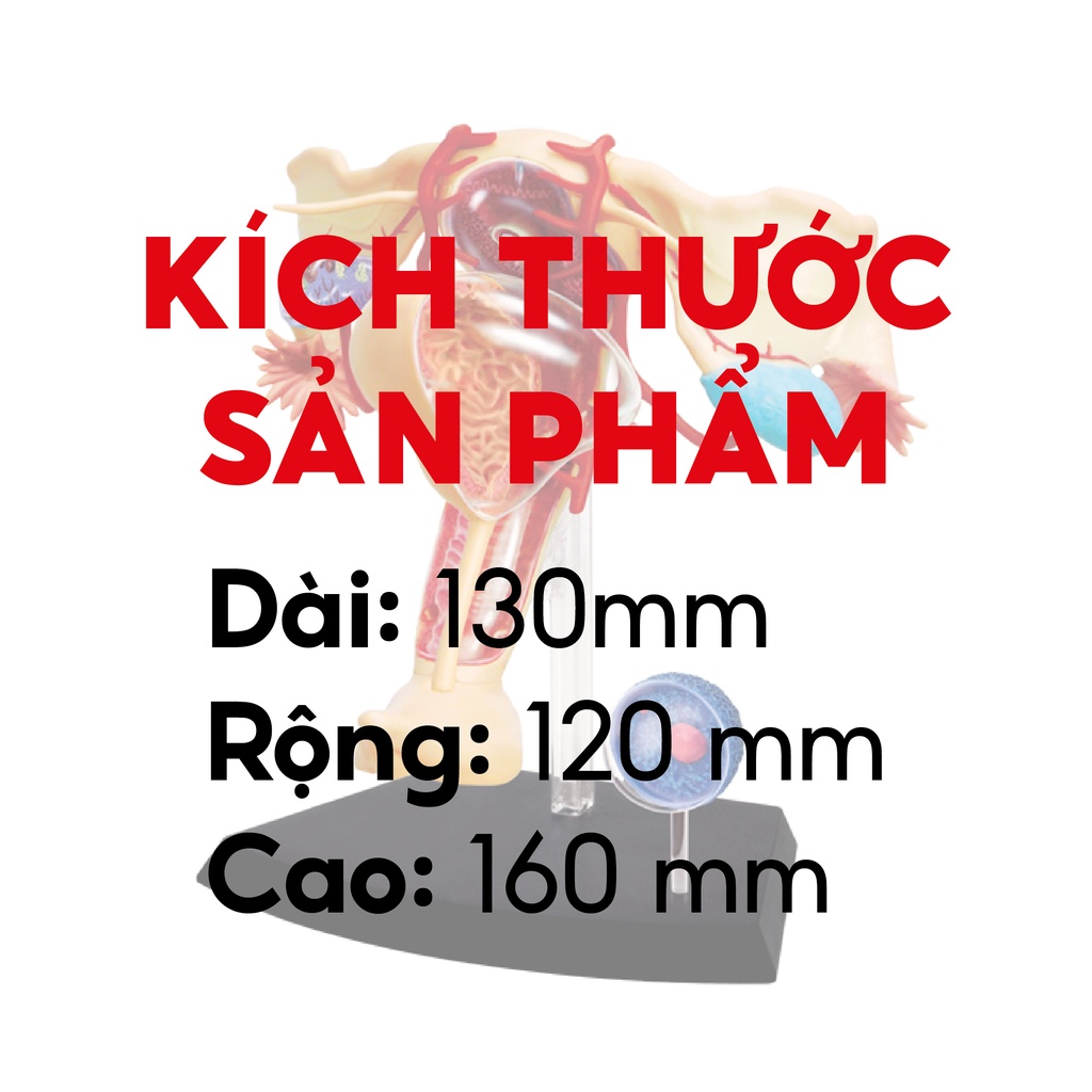 MÔ HÌNH GIẢI PHẪU - CƠ QUAN SINH DỤC NỮ TỶ LỆ 1:1
