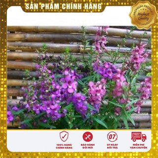 Hạt giống Hoa Ngọc Hân( 5 hạt)