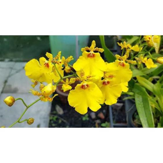Sản phẩm lan vũ nữ vàng, gửi đi nguyên chậu, hàng đang nụ và ngồng hoa cao đẹp - LVNHV
