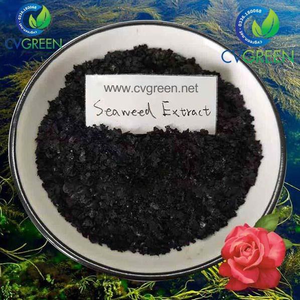 Bột rong biển (Seaweed extract powder) dạng bột, vảy tan 100% (gói 1kg)