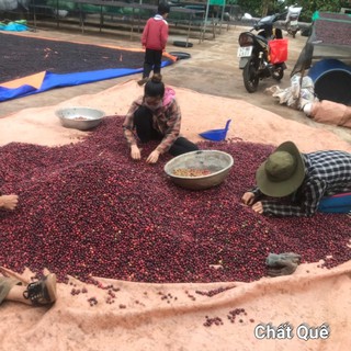 ROBUSTA Cà phê hạt rang xay+ pha máy pha phin cafe dak lak