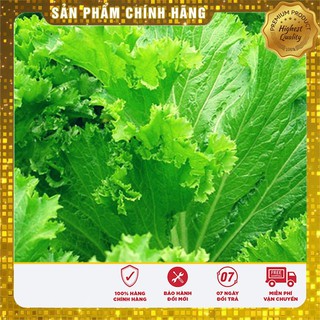 Hạt Giống Cải Bẹ Mào Gà(20 gr)