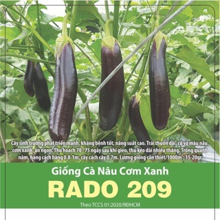 Hạt Giống Cà Nâu Cơm Xanh 209