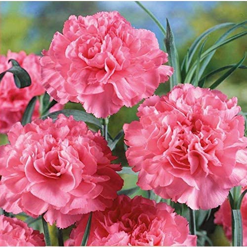 Hạt giống hoa Cẩm chướng Nga Grenadine Rose, Hạt giống hoa cẩm chướng Vườn Grenadine từ Nga