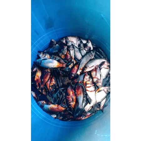 Đạm cá  hữu cơ 900 ml