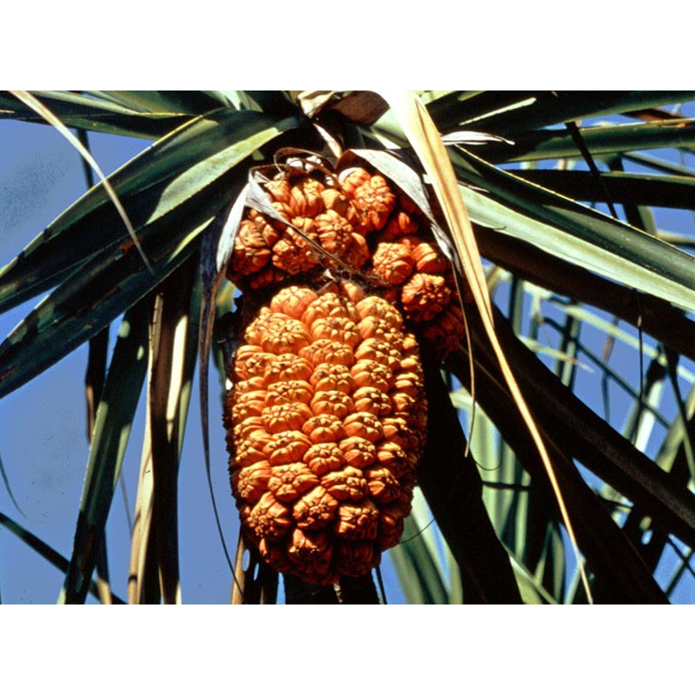 Quả dứa dại (dứa biển) khô hút chân không