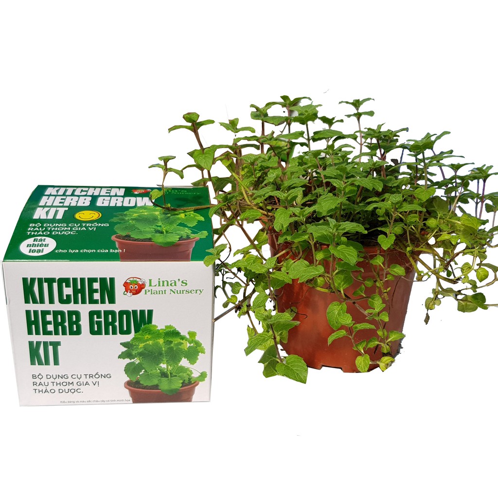 Bộ dụng cụ trồng cây bạc hà âu peppermint, gia vị pha đồ uống - Kitchen herb Grow Kit