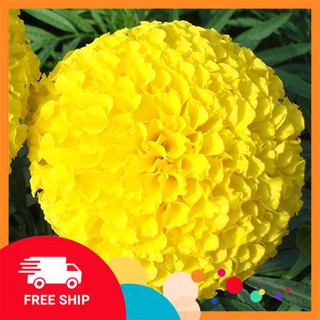 Gói 50 hạt giống hoa cúc vạn thọ vàng bông to