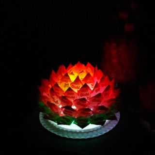 HOA SEN DỨA KẸO OSHI