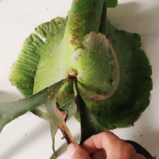 Cây Ổ Rồng