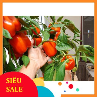 10 Hạt giống Ớt chuông mix (tặng gói Kích nẩy mầm và Hướng dẫn)