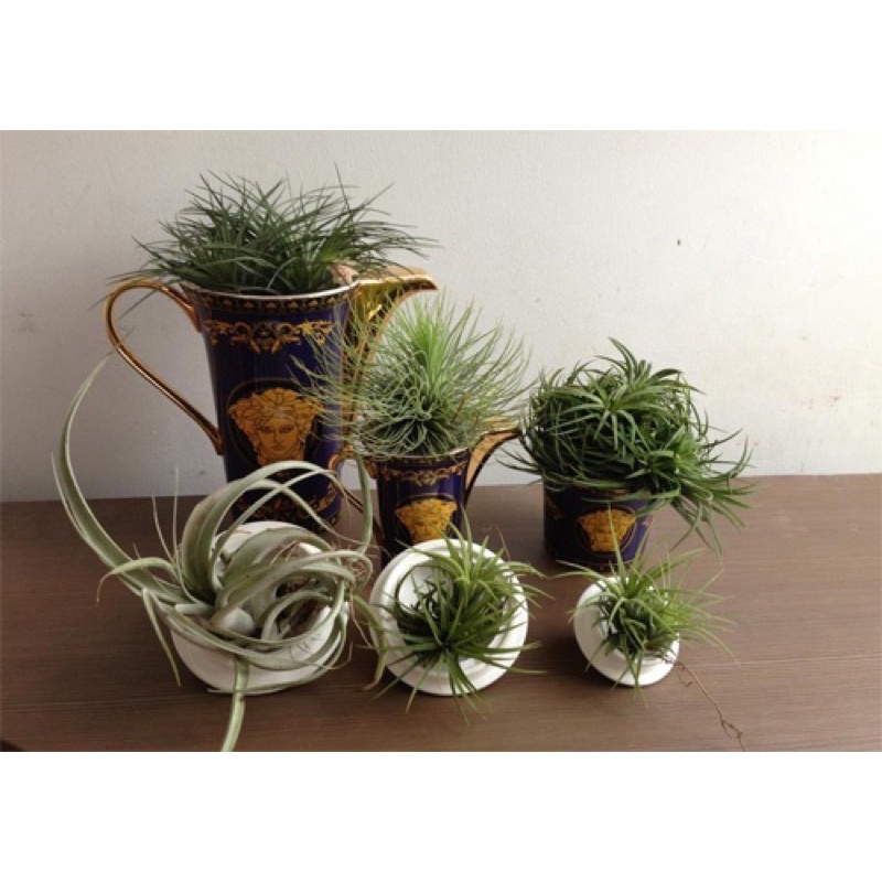 Cây Tillandsia ionnantha/ không khí Kim Yến