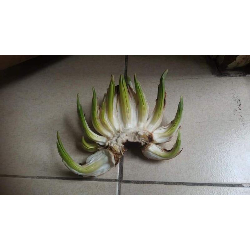 1 Củ hoa Thủy Tiên size Đặc đại hoàng loại thùng 24 củ
