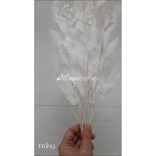 Lá bạch đàn