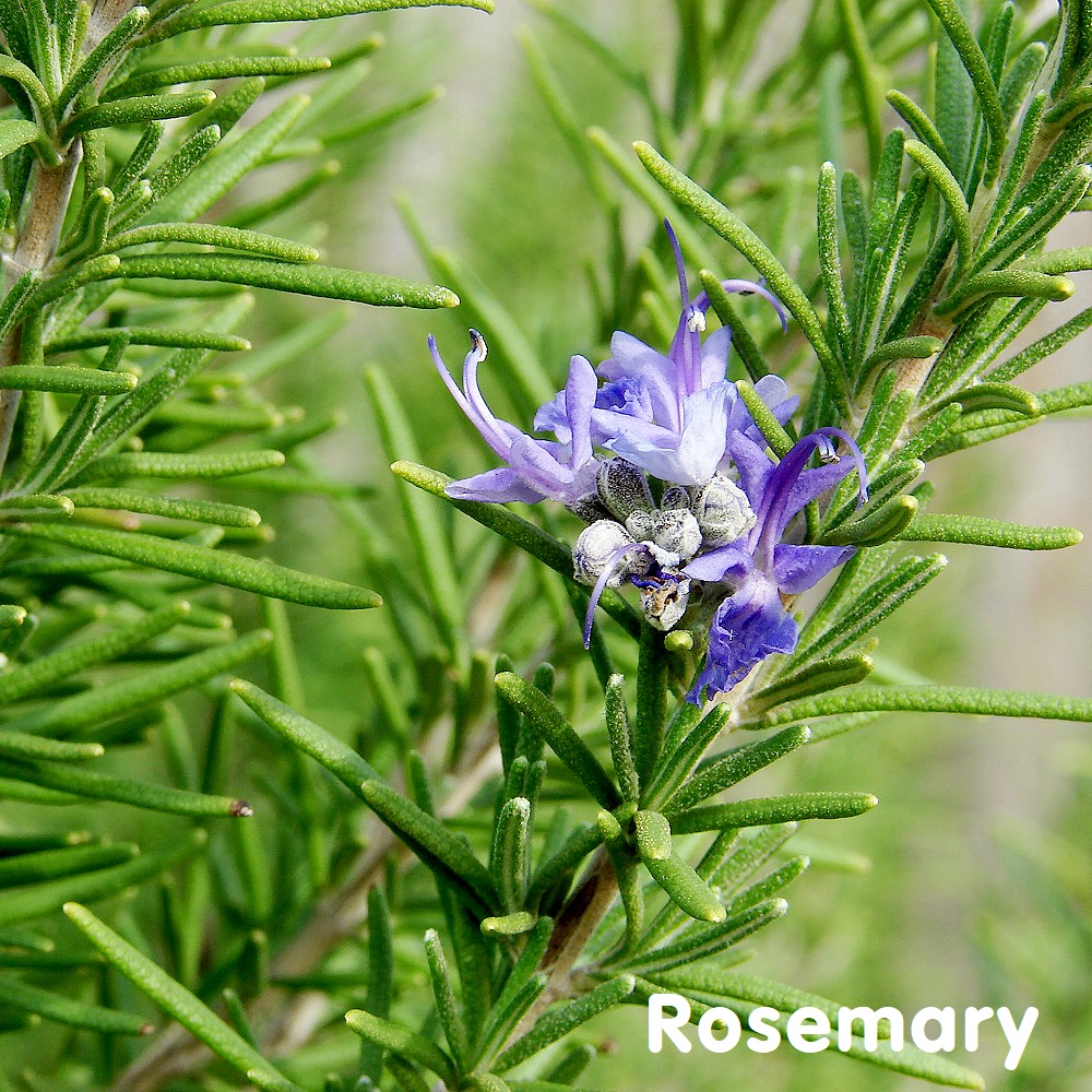 Tinh dầu Hương thảo Rosemary Essential Oil (2 loại)