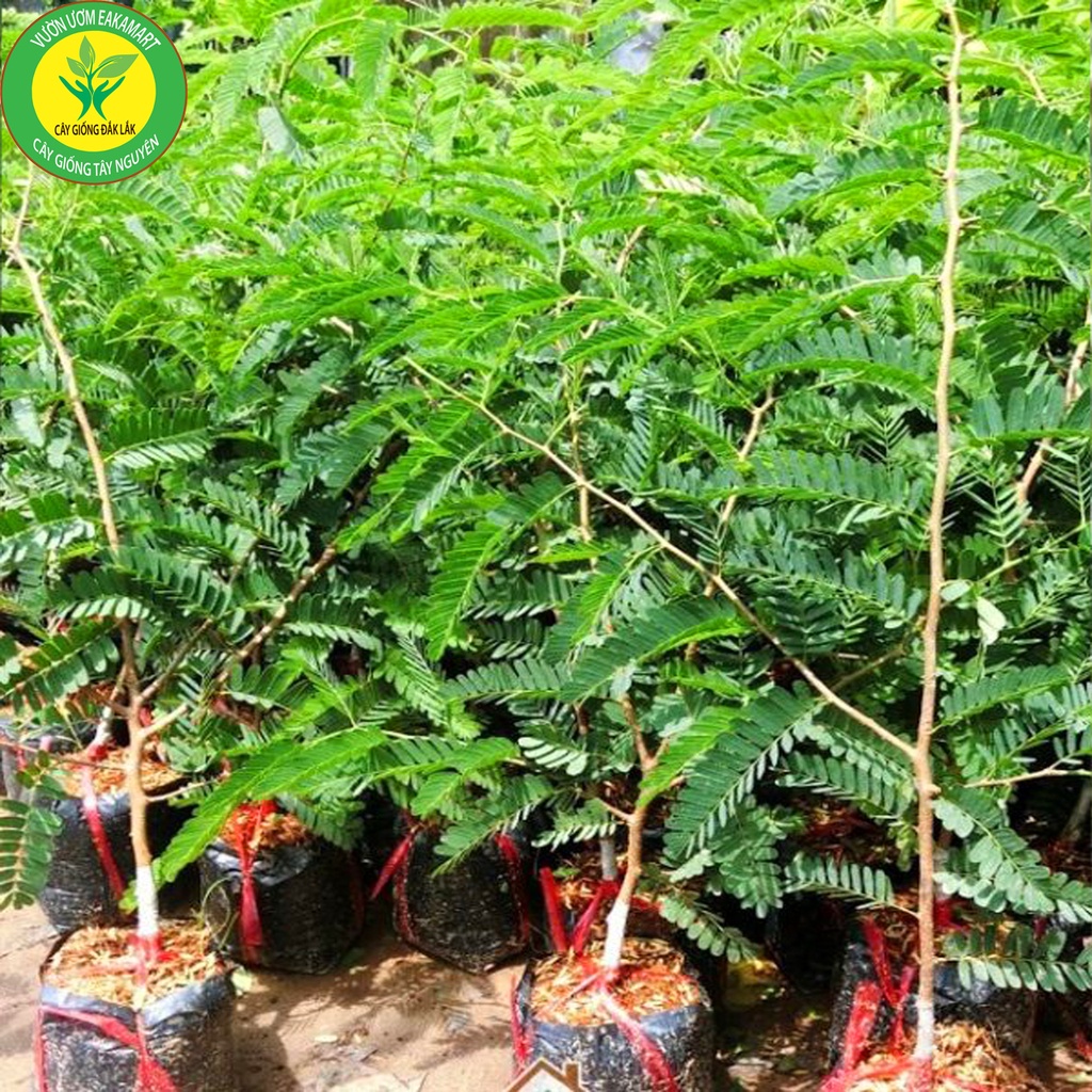 Cây Me Thái Giống Cho Trái Siêu Sớm