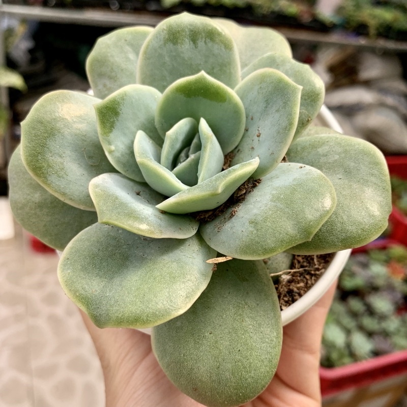 SEN ĐÁ HỒNG HÀ LAN CHẬU TO 10cm