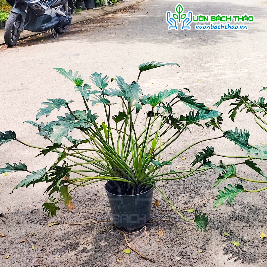 Cây trầu bà chân vịt