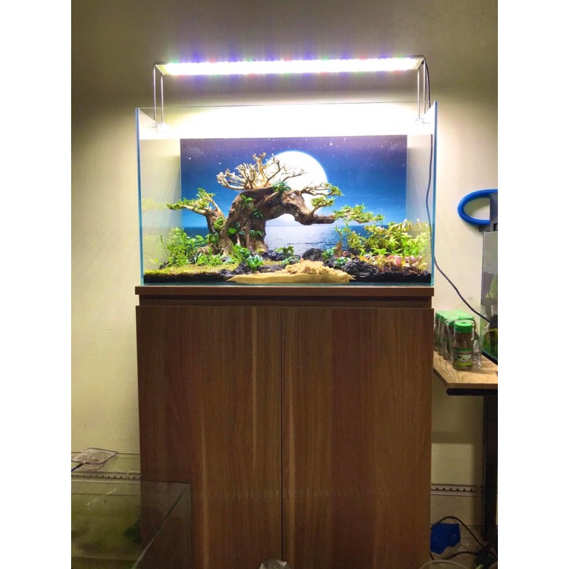 Tranh dán bể cá 3D