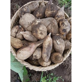 Combo 6kg Sâm đất Y Tý
