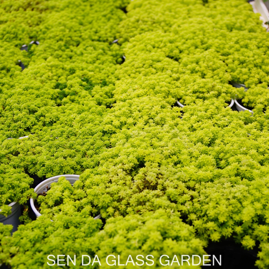 Sen đá sedum vàng GLASS GARDEN chậu trung 8cm, lỗi 1 đổi 1.