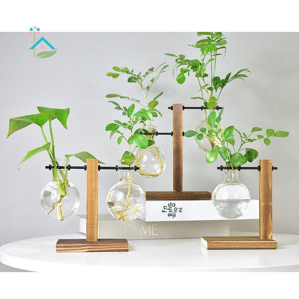 Bình trồng cây hoa thủy canh để bàn hình bóng đèn thủy tinh với khay gỗ trang trí văn phòng