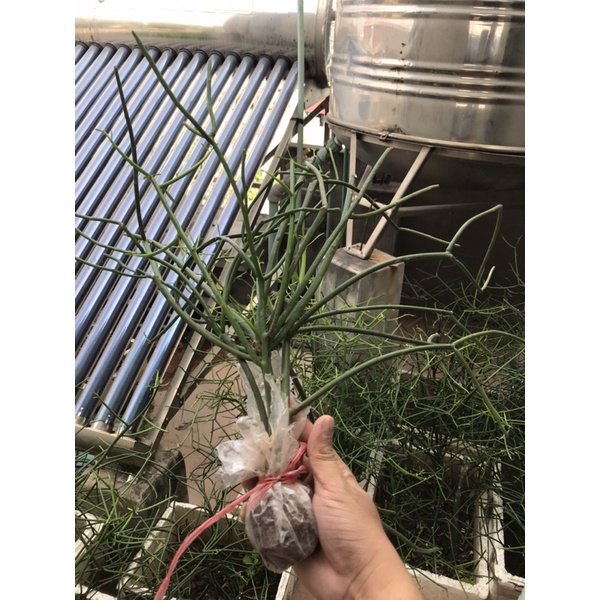 Cây giao, cây xương cá - Combo 2 & 3 cây