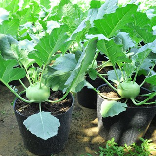 Hạt giống su hào gói 2g