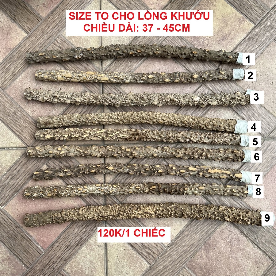 Cầu gạo cho lồng chim họa mi, chòe, chào mào, khướu - Loại tuyển chọn (Được chọn mẫu)